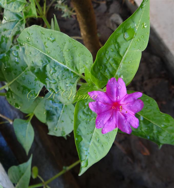  Flower (Upper view) with 5 stamens and stigma